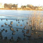 Patos